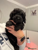 Sproodle dogs F2b Sproodle Puppies 2 boys and 1 girl remaining - Advert 1