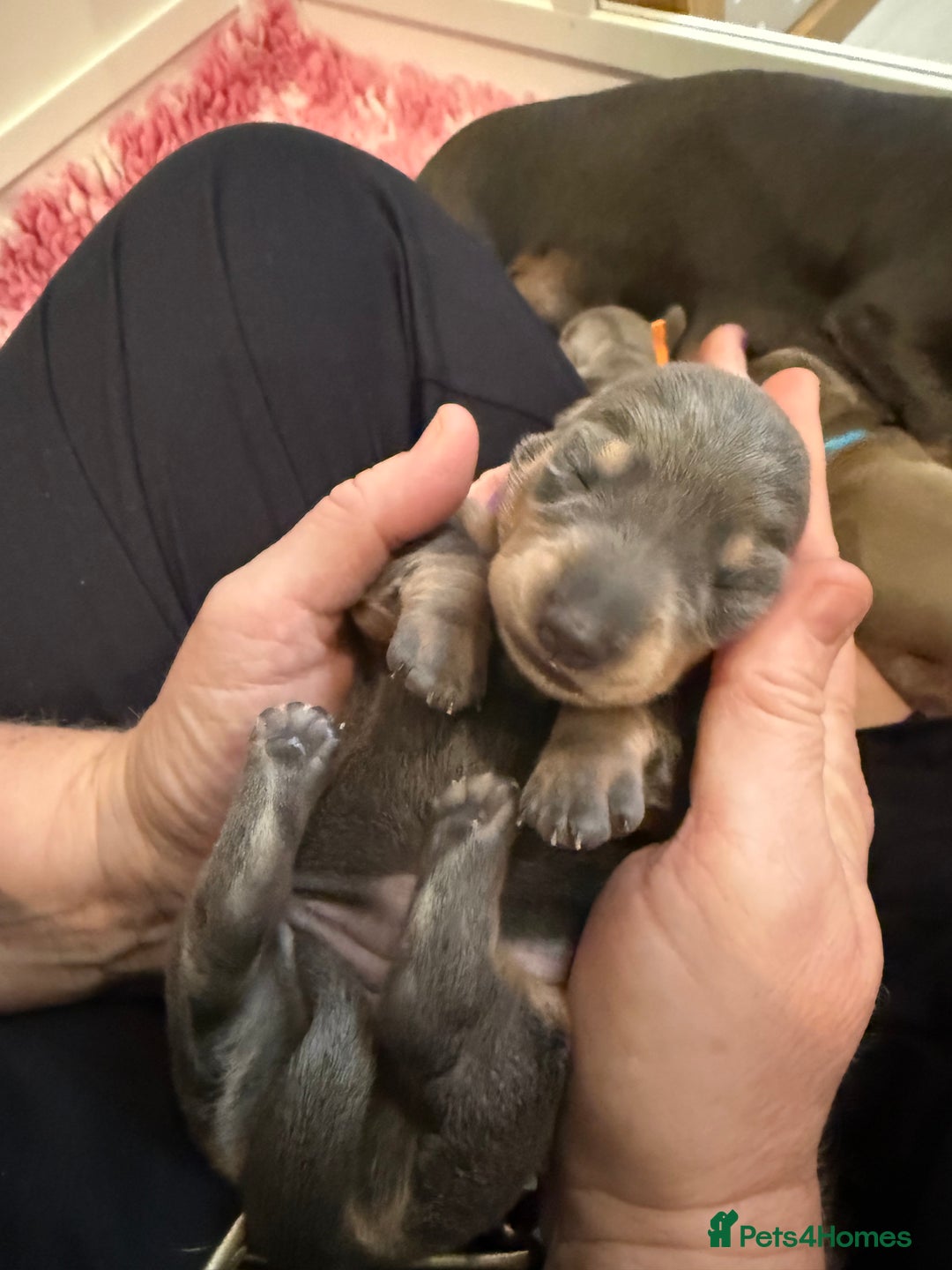 Dachshund dogs for sale: Health Tested Parents Dachshund Puppies   - Advert 15