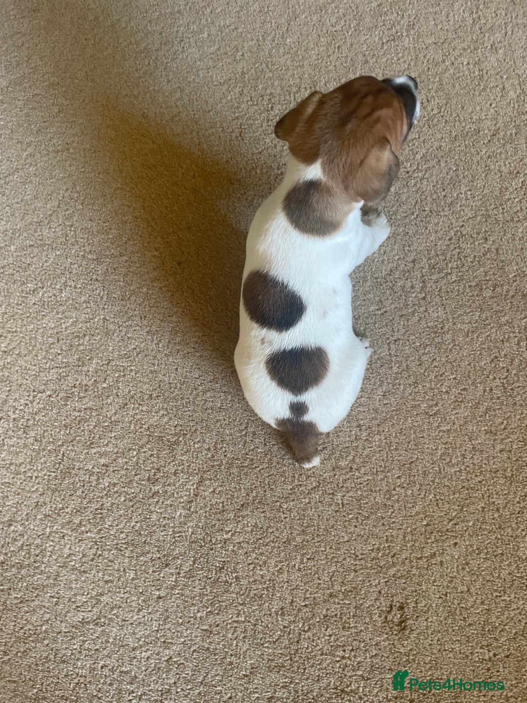 Jack Russell dogs for sale: Jack Russell puppies for sale - Advert 16