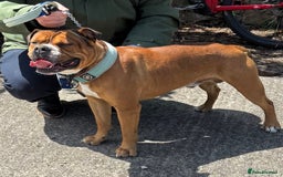 Alapaha Blue Blood Bulldog dogs for sale: ALAPAHA BLUE BLOOD BULLDOGS  - Image 7