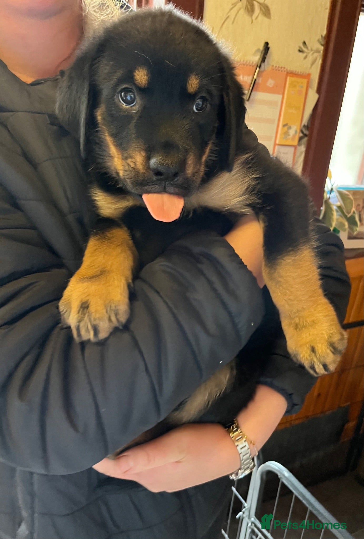 Mixed Breed dogs Rottweiler Doberman mix - 8 weeks old! - Advert 2