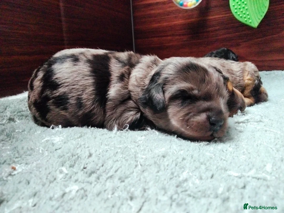 Cavapoo dogs for sale: Stunning F2B Cavapoo's Health Tested - Advert 9