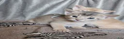 Abyssinian cats for sale: Beautiful Abyssinian Kittens  - Advert 18