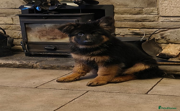 German Shepherd dogs - Advert 14