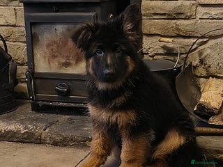 German Shepherd dogs - Advert 13