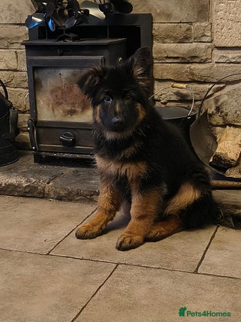 German Shepherd dogs - Advert 16