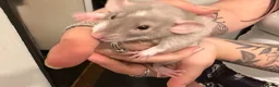 Rat rodents for sale: Adorable baby dumbo rats  - Advert 6
