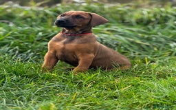 Mixed Breed dogs for sale: 75% working dobermanns Reduced price on final 2!!! - Advert 8