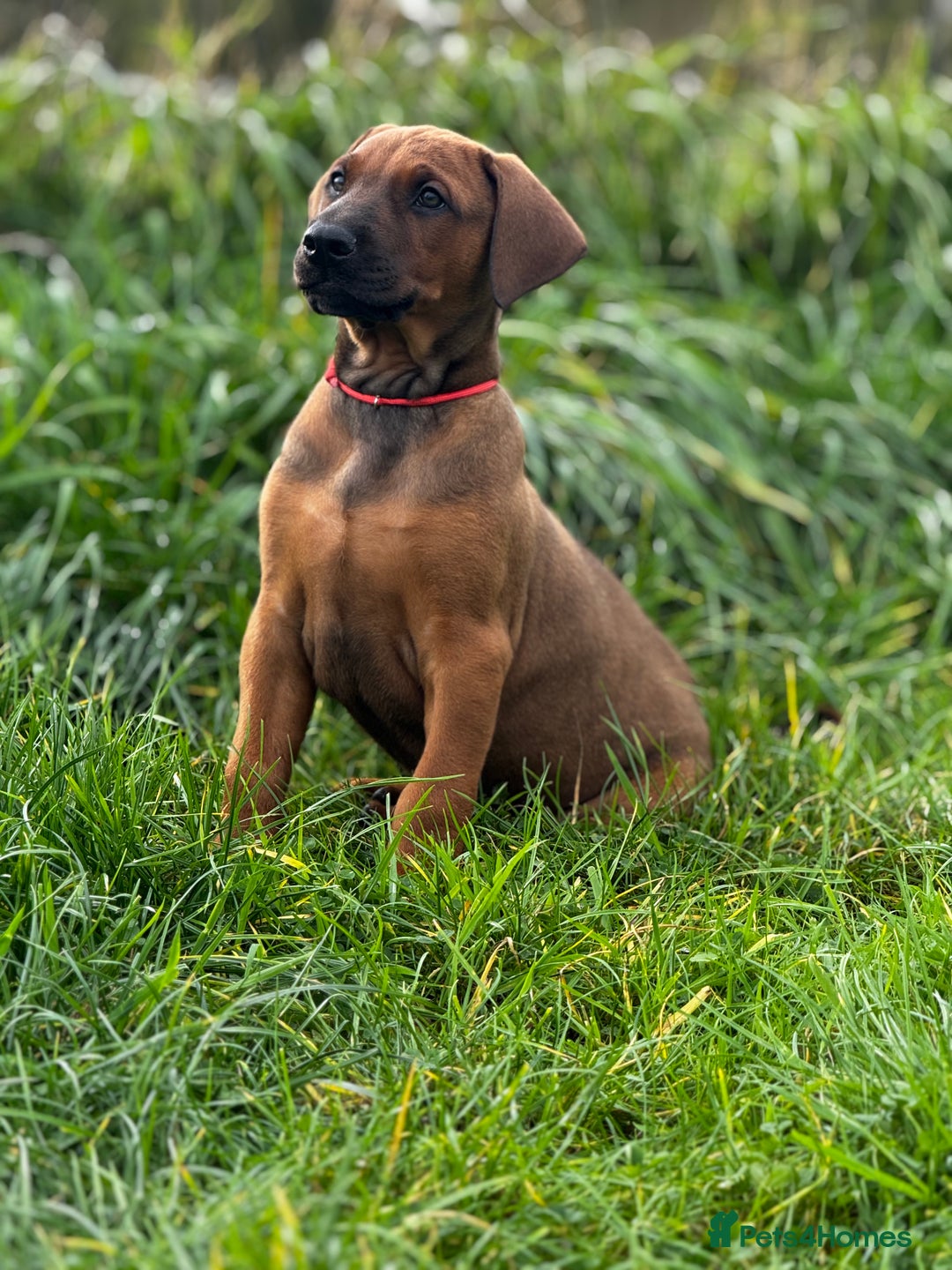 Mixed Breed dogs for sale: 75% working dobermanns Reduced price on final 2!!! - Advert 8