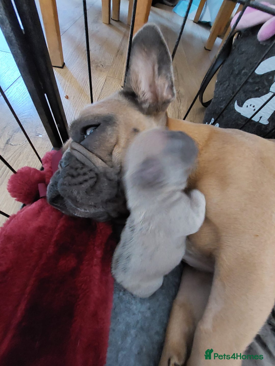 French Bulldog dogs for sale: Blue fawn frenchie baby - Advert 2