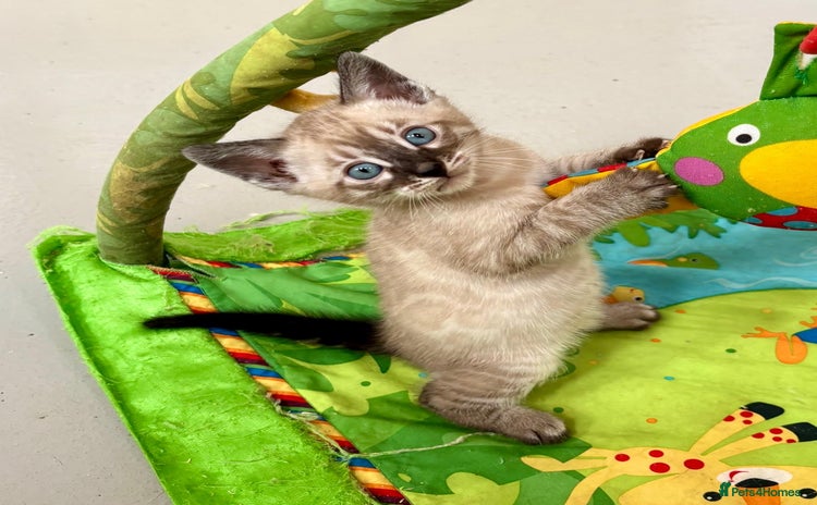 Bengal cats - Advert 11