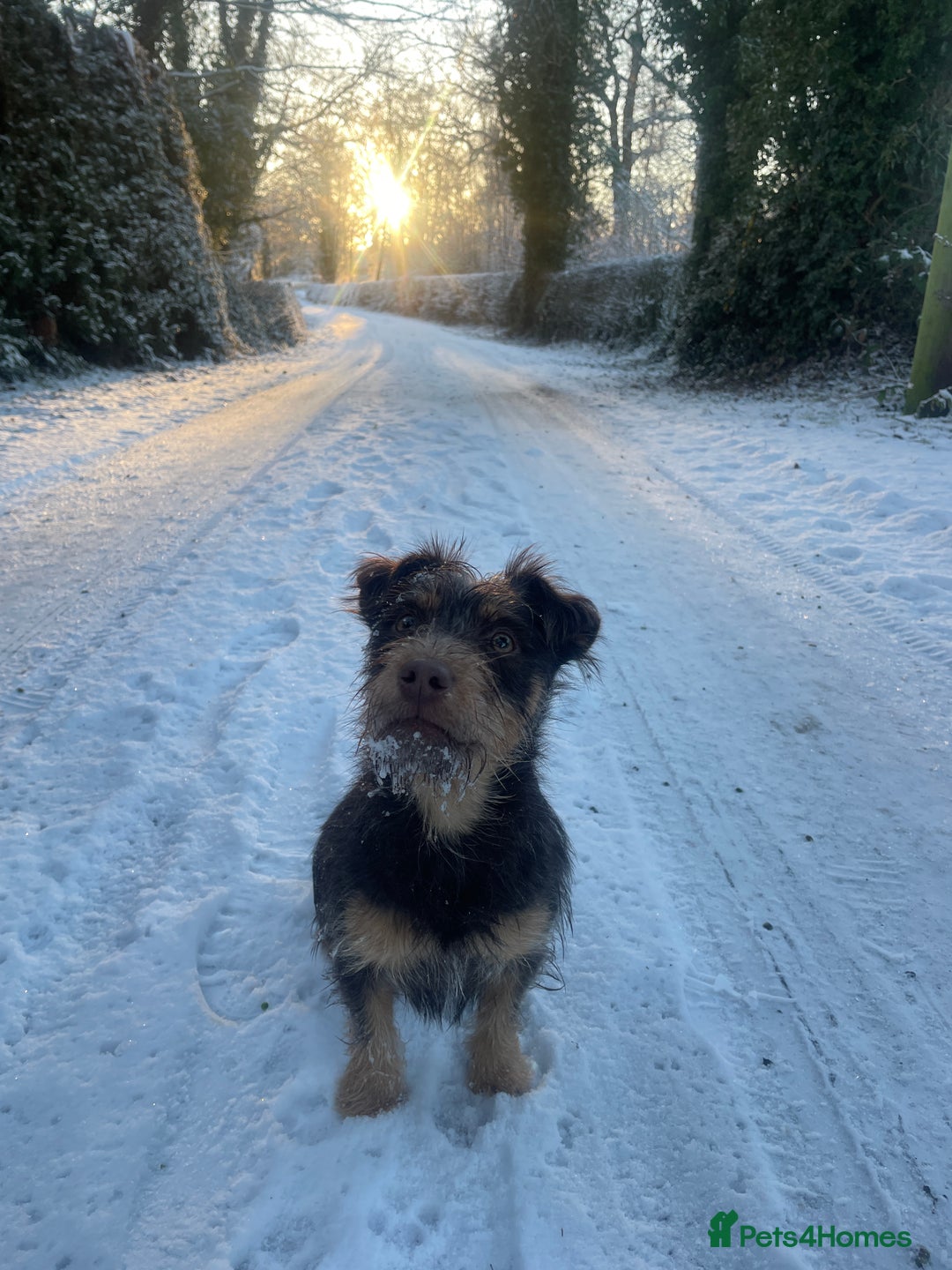 Jack Russell dogs for stud: Rough coated chocolate and tan Jack Russell  - Advert 1