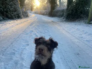 Jack Russell dogs Rough coated chocolate and tan Jack Russell - Advert 18