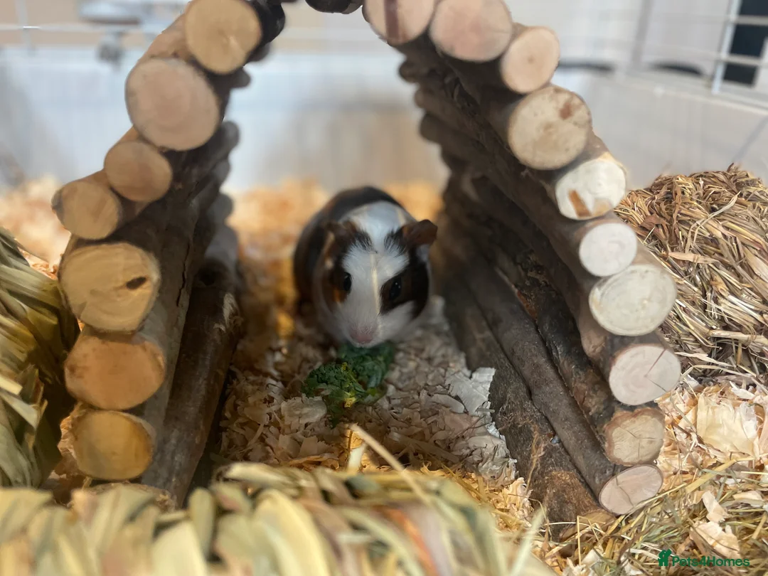 Guinea Pig rodents for sale: Baby boars - Advert 6