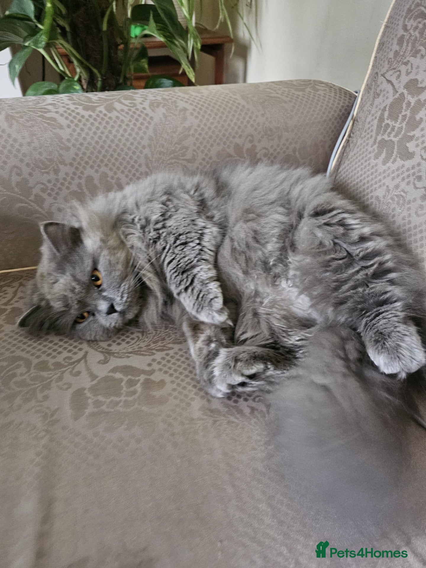British Longhair cats Sarah  - Advert 2