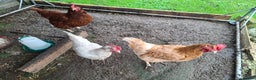 Hens poultry for sale: 3 lovely Hens for sale  - Advert 4