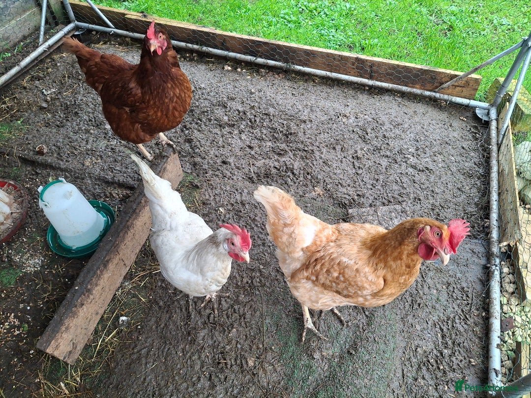 Hens poultry for sale: 3 lovely Hens for sale  - Advert 4