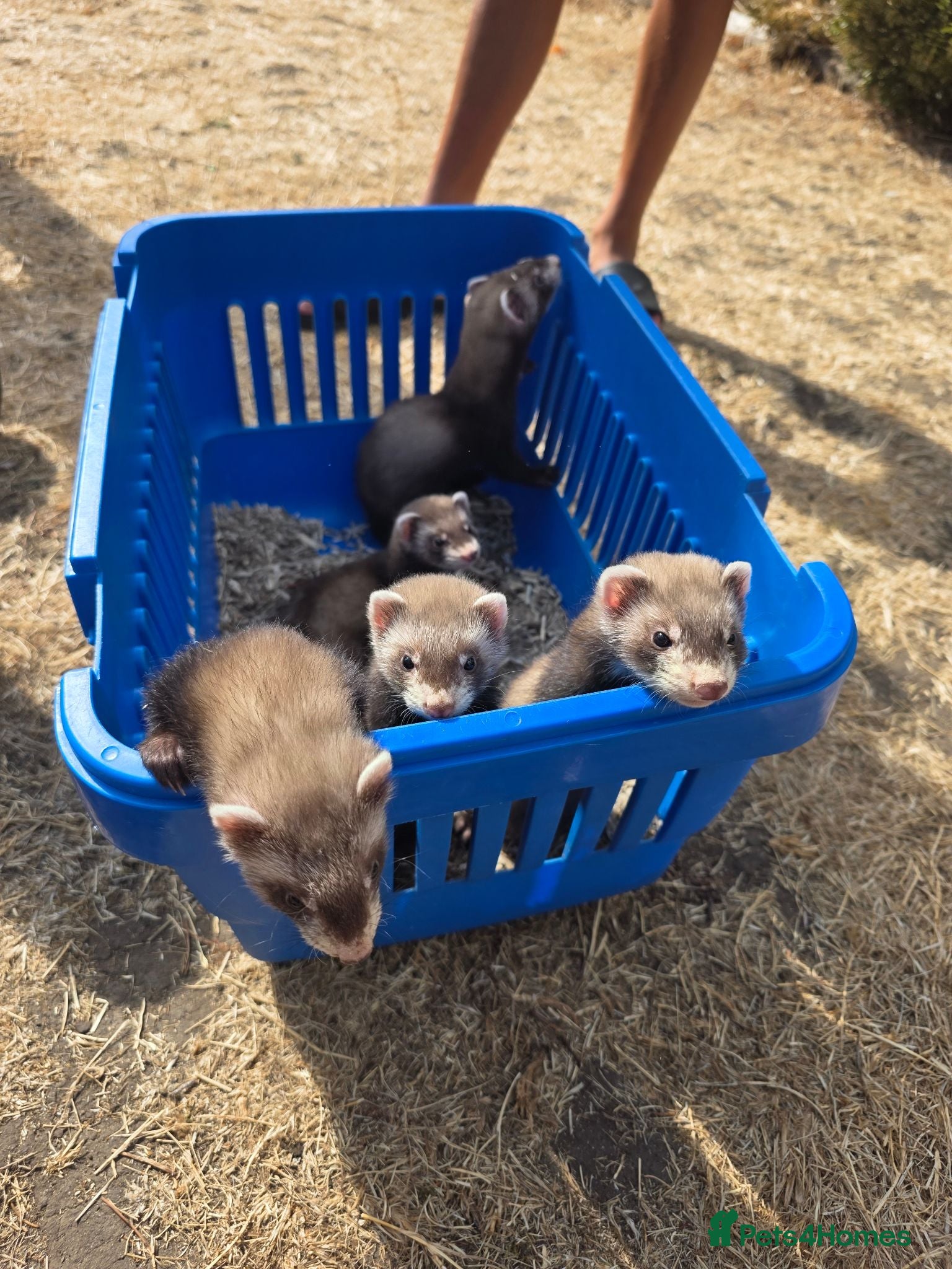 Ferret rodents Polecat/Ferret kits - Advert 1