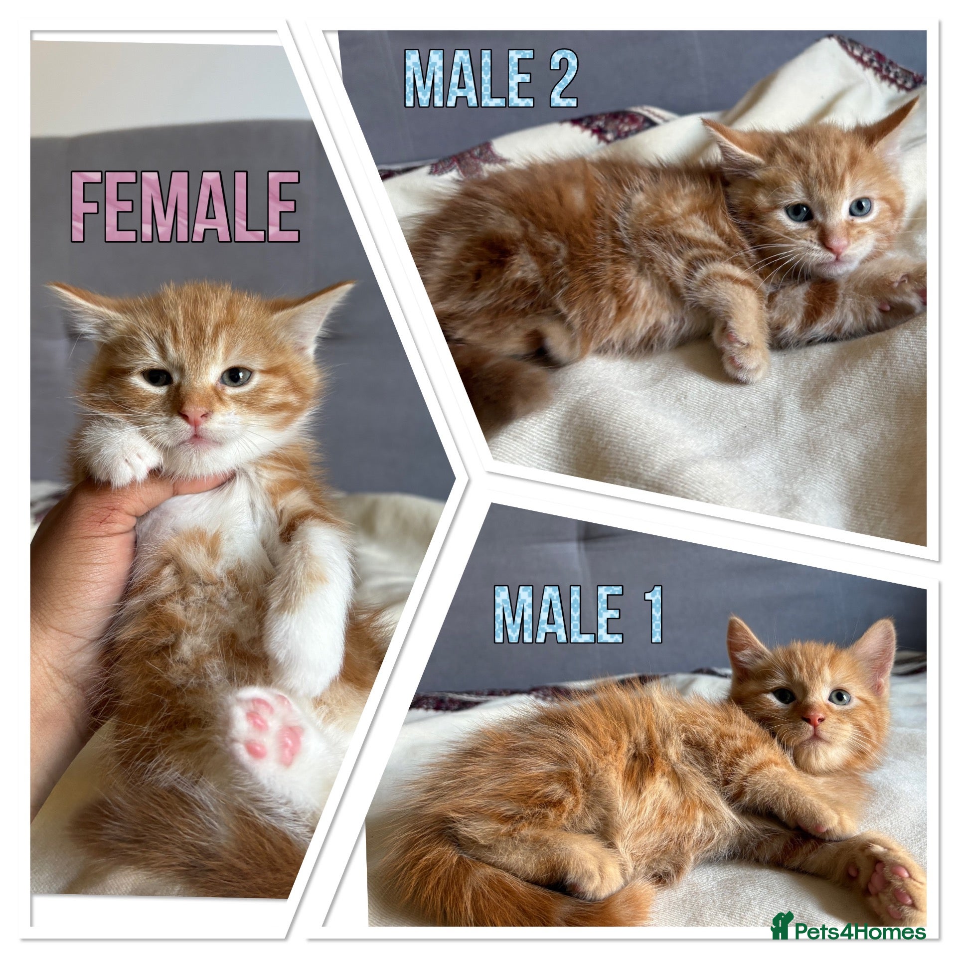 American Shorthair cats Beautiful Ginger kittens - READY FOR NEW HOMES! - Advert 3
