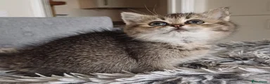 Scottish Straight Kitten 2