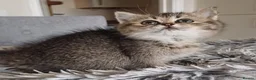 Scottish Fold cats for sale: Stunning TICA Scottish fold and straight kittens   - Advert 24
