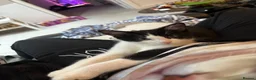 Ragdoll cats for sale: One Tabby and a Ragdoll  - Advert 8