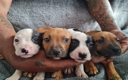 Mixed Breed dogs for sale: Adorable frenglish bullterrier puppies - Image 1