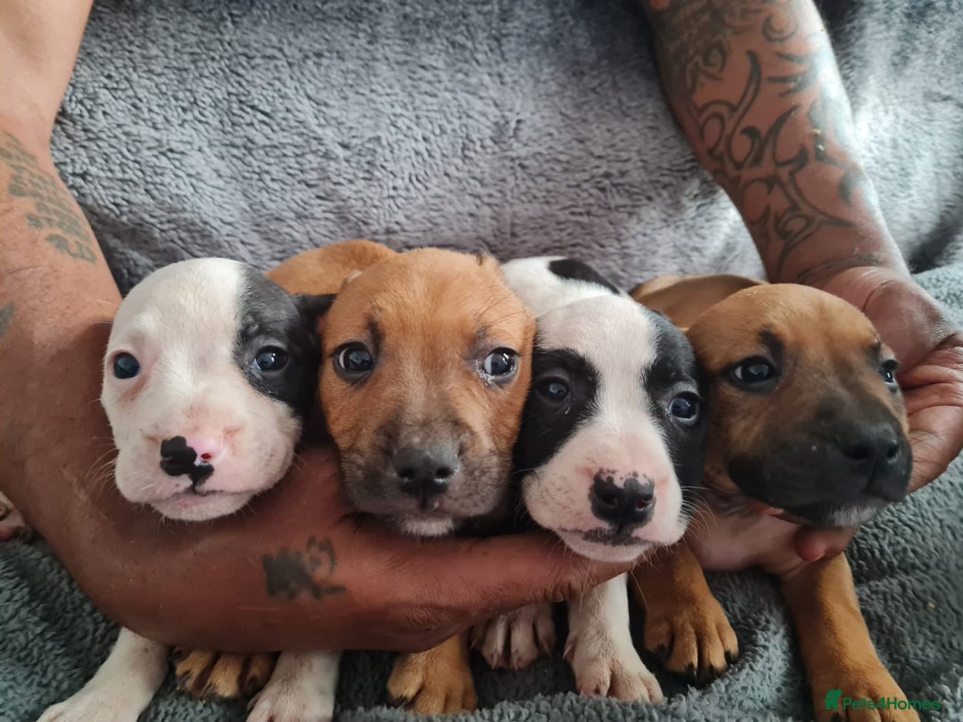 Mixed Breed dogs for sale: Adorable frenglish bullterrier puppies - Image 1