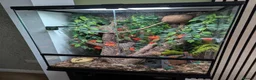Gecko reptiles for sale: Female Crested Gecko & Setup - Advert 6
