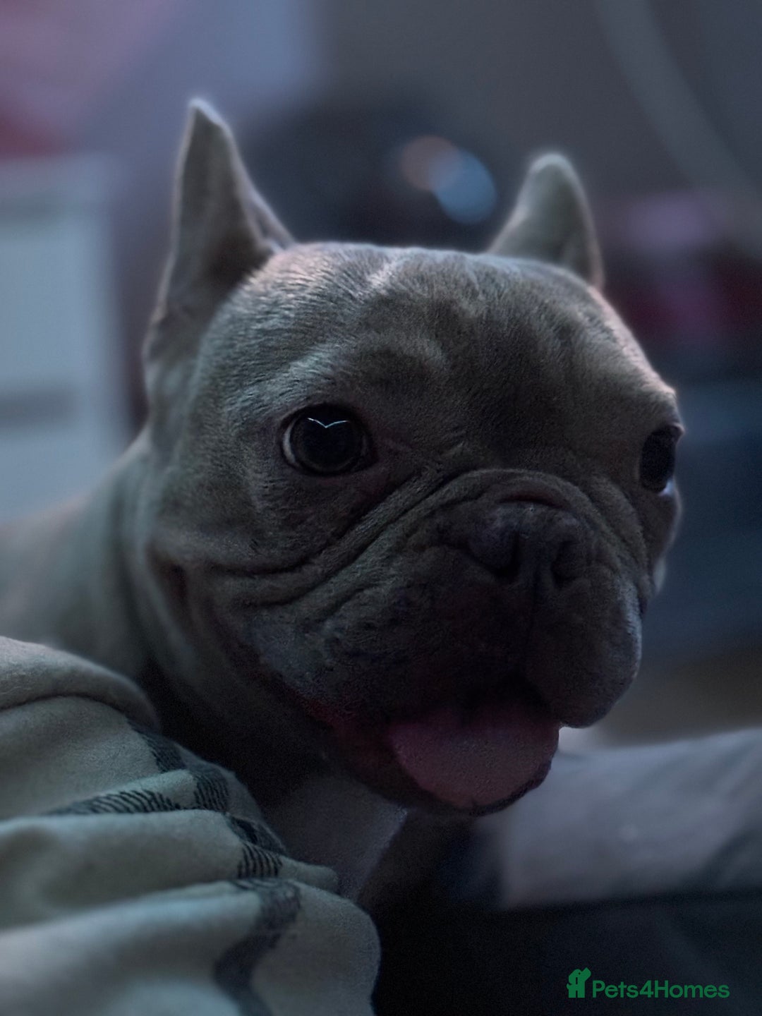 French Bulldog dogs for sale: Bunny  - Image 4
