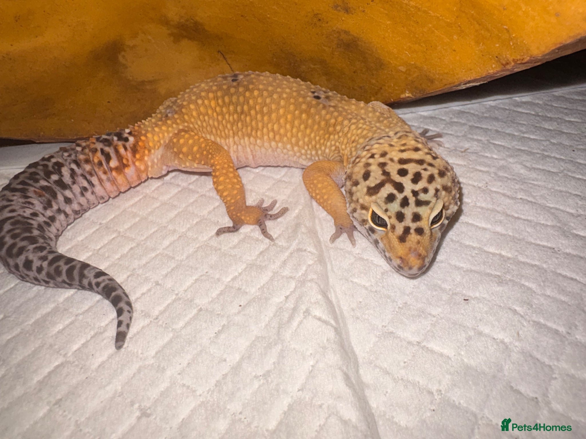 Gecko reptiles Leopard gecko - Advert 1