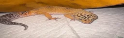 Gecko reptiles for sale: Leopard gecko - Advert 1