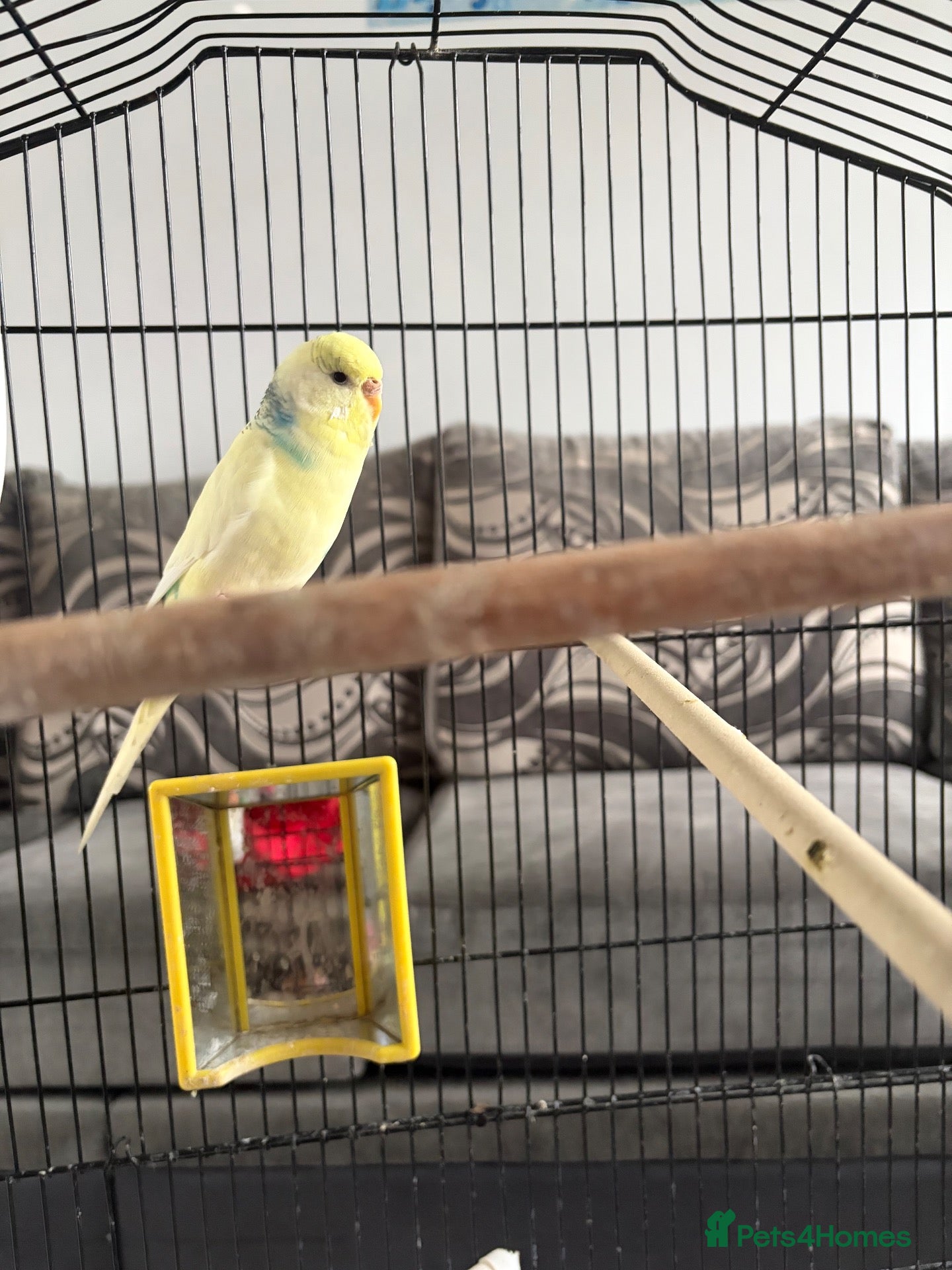 Budgerigars birds Cooki  - Advert 1