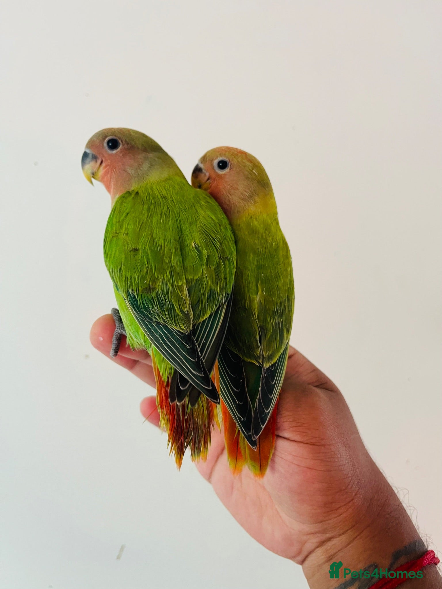 Lovebirds birds Hand reared lovebirds for sale  - Advert 2