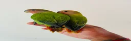 Lovebirds birds for sale: Hand reared lovebirds for sale  - Advert 20