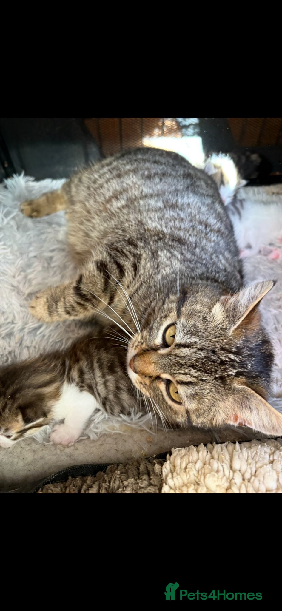 Mixed Breed cats Mixed breed kittens  - Advert 7