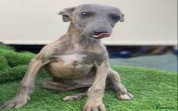 Whippet dogs for sale: Kc whippet pups  - Image 19