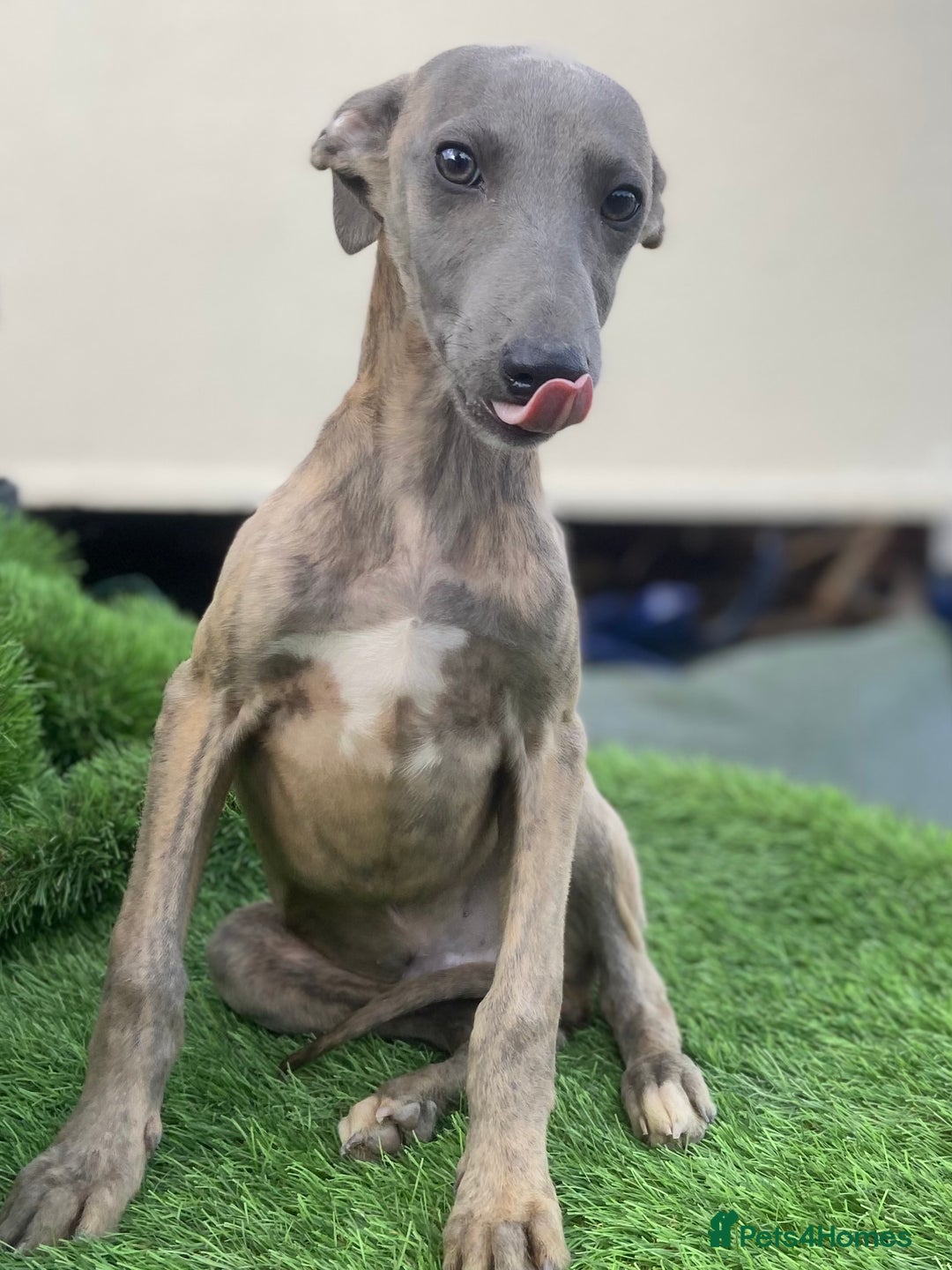 Whippet dogs for sale: Kc whippet pups  - Image 19