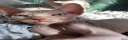 Sphynx cats for sale: Little sweet sphynx boys ready for new home 🐾 - Advert 28