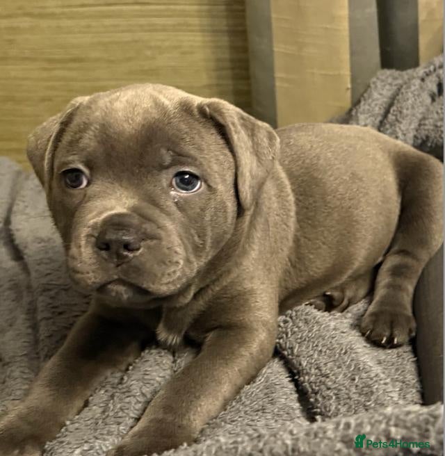 Staffordshire Bull Terrier dogs Home Raised Blue Staffordshire Bull Terrier Pups - Advert 3