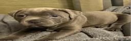 Staffordshire Bull Terrier dogs for sale: Home Raised Blue Staffordshire Bull Terrier Pups in Colchester - Advert 1