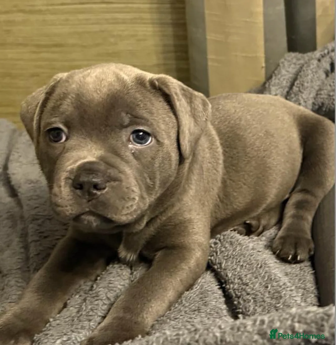 Staffordshire Bull Terrier dogs for sale: Home Raised Blue Staffordshire Bull Terrier Pups in Colchester - Advert 1
