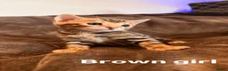 Bengal cats for sale: Beautiful Snow Bengals  - Advert 12