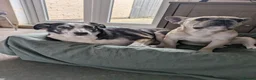 French Bulldog dogs for sale: Male French Bulldog - Advert 3