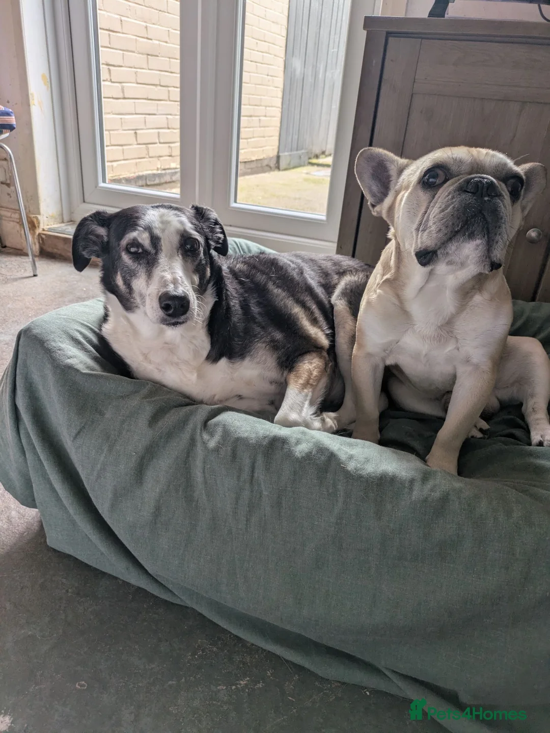 French Bulldog dogs for sale: Male French Bulldog - Advert 3