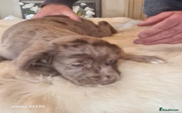 Cocker Spaniel dogs for sale: Cocker Spaniel puppies  - Image 11