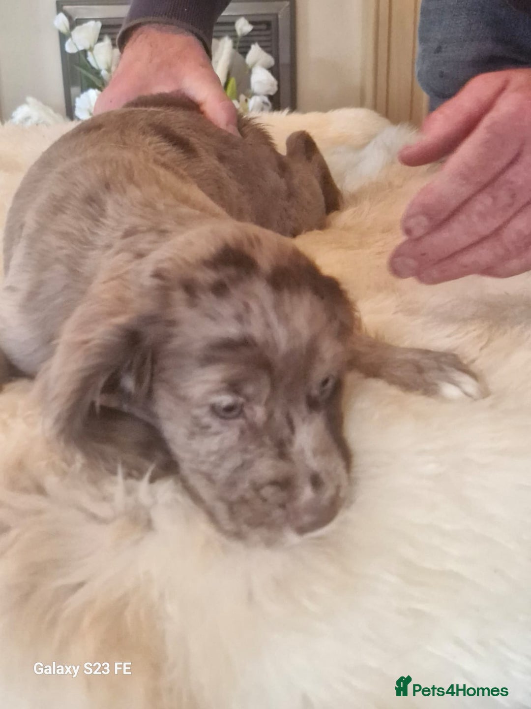 Cocker Spaniel dogs for sale: Cocker Spaniel puppies  - Image 11