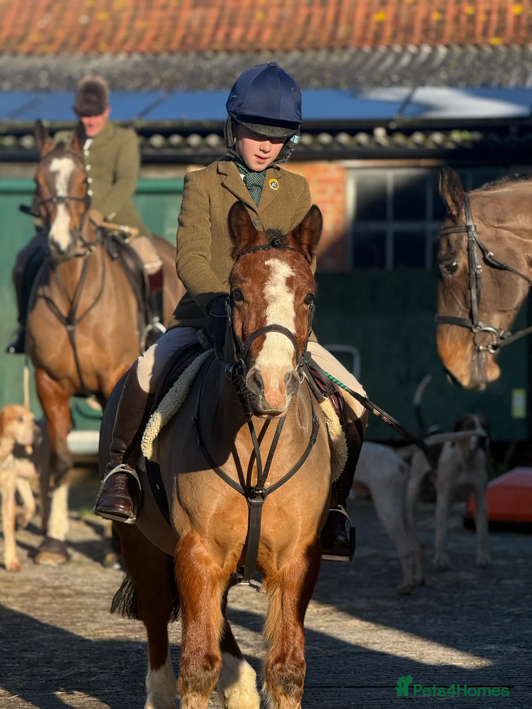 Welsh Section A horses for sale: Super 12.2hh Pony - Advert 4