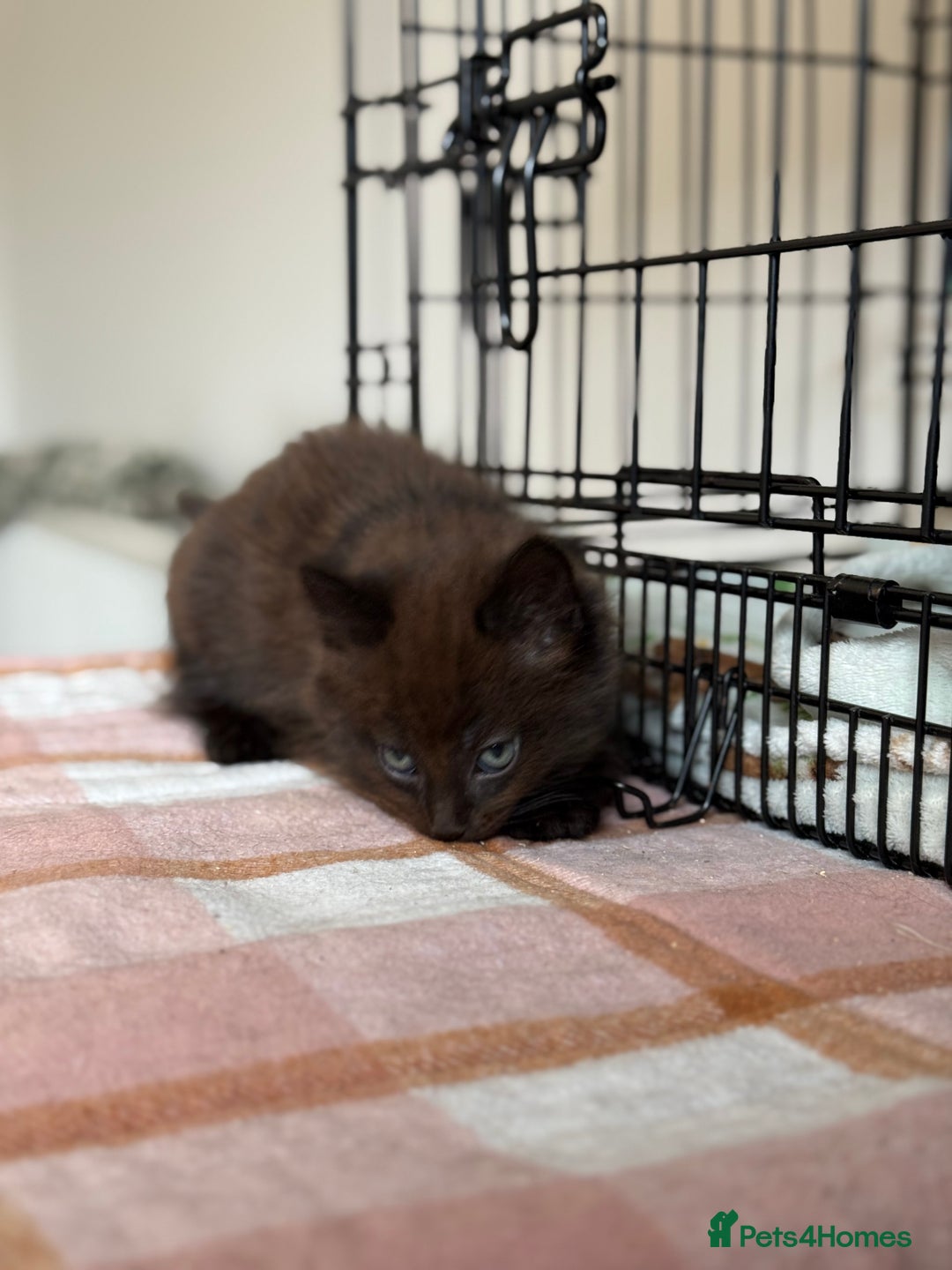 British Longhair cats for sale: Male  British long haired kittens - Image 19