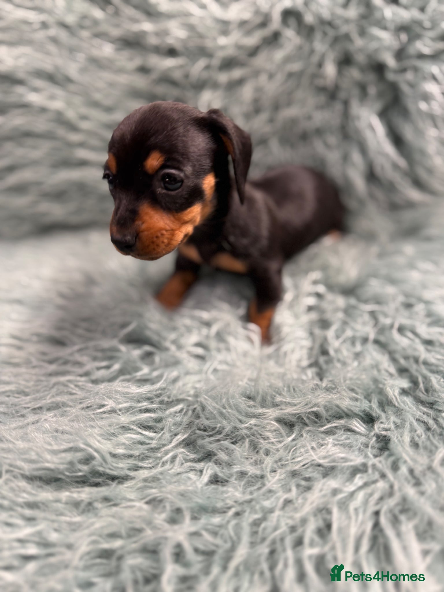 Miniature Dachshund dogs Miniature dachshund puppies - Advert 2